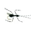 Bill´s Black Flying Ant